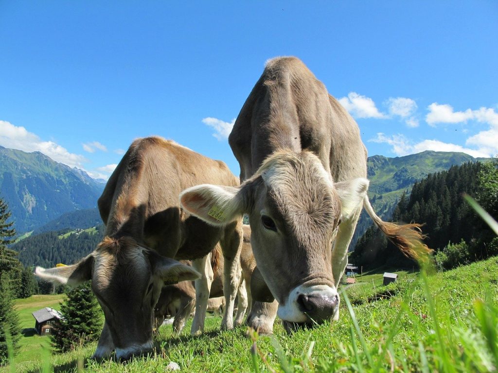 cows, cattle, grazing-203460.jpg