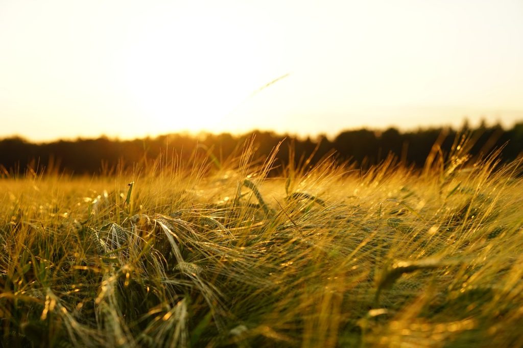 barley, field, sunset-1117282.jpg